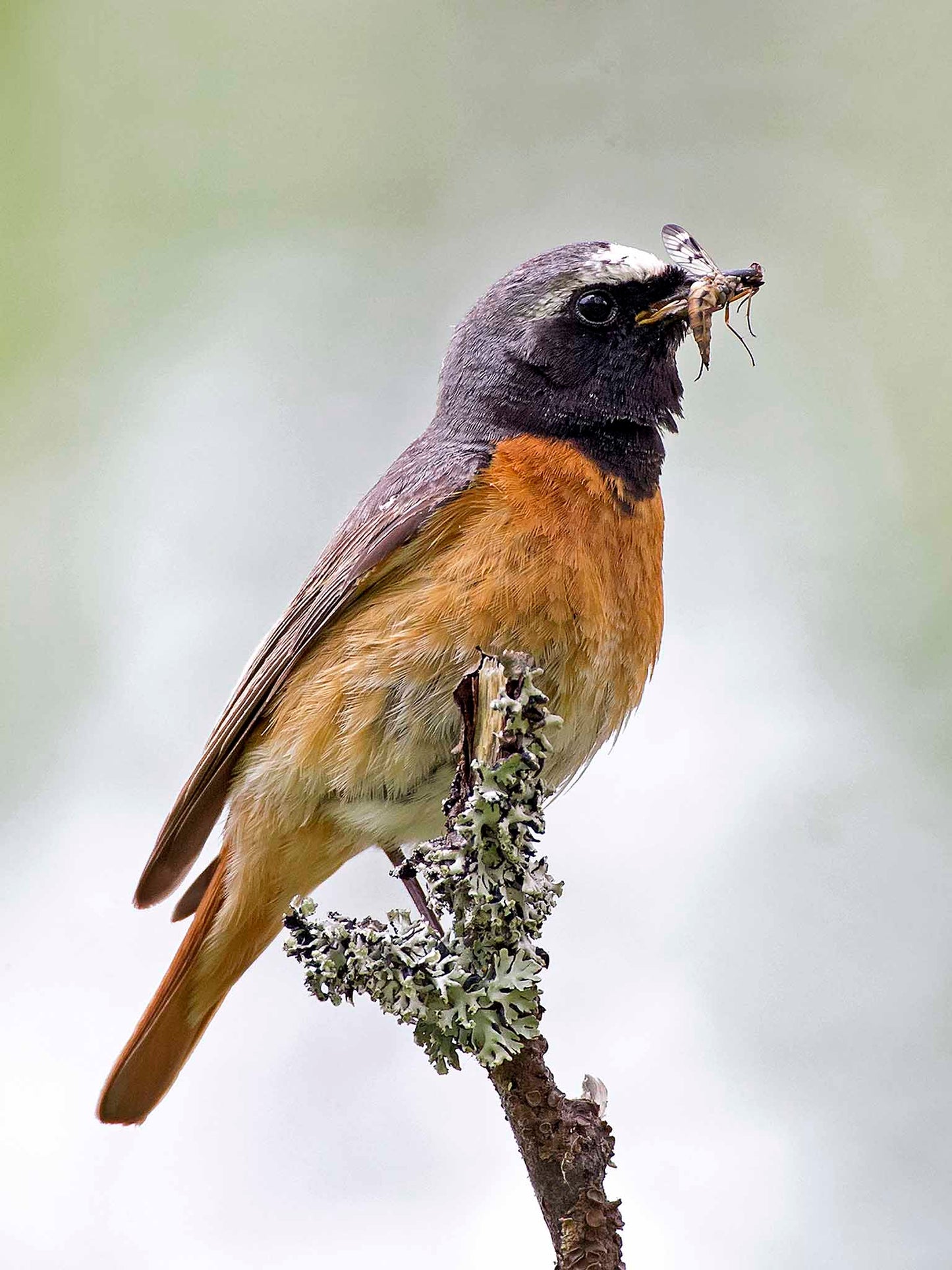 Rödstjärt med mat till boet