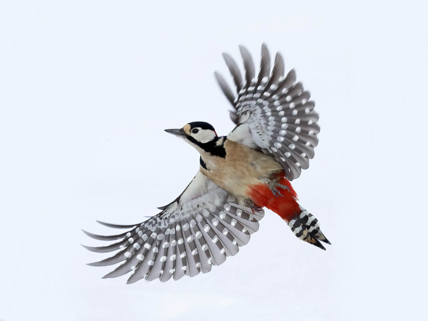 Större hackspett i flykt